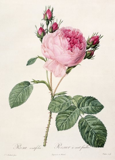 Rosa Centifolia, aus 
